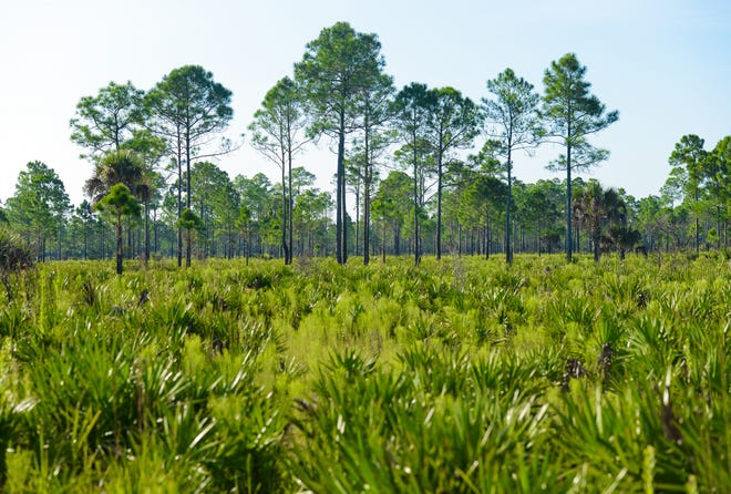 The Candy Bar Ranch in DeSoto County, just over the Sarasota County line, is one of the few properties the state of Florida purchased for conservation in 2016. Amendment 1 was approved in 2014 to restore funding for the Florida Forever Program to purchase environmentally sensitive lands across the state, but conservation advocates say it is not being properly implemented by Florida leaders. [Herald-Tribune staff file photo/Dan Wagner]