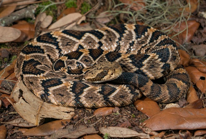 Timber rattlesnake X eastern diamondback rattlesnake hybrids, like the Jekyll Island specimen here, are extraordinarily rare in the wild. [Courtesy of Chad Harrison]