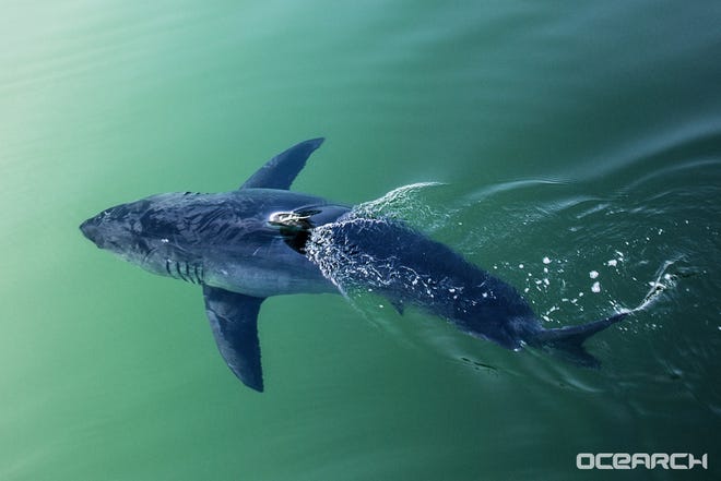 Research group Ocearch has pinged a great white shark named Miss Costa about 60 miles south of Panama City. [OCEARCH]