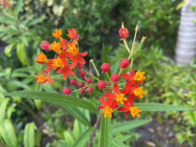 Milkweed attracts the sought-after monarch butterfly. [Photo by Kim Frisbie]