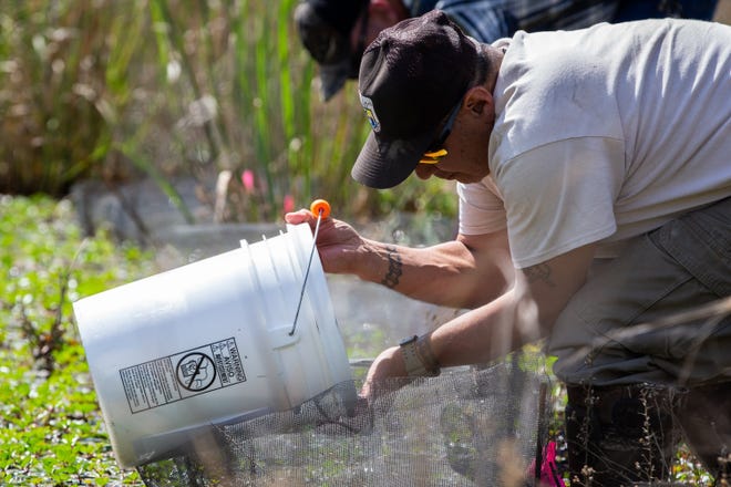 Researchers with Texas State University, the U.S. Fish and Wildlife and the Houston Zoo toad conservation program release Houston toad eggs into a a habitat on March 27, 2019, in Bastrop State Park. [Michael Minasi/ Reporting Texas]