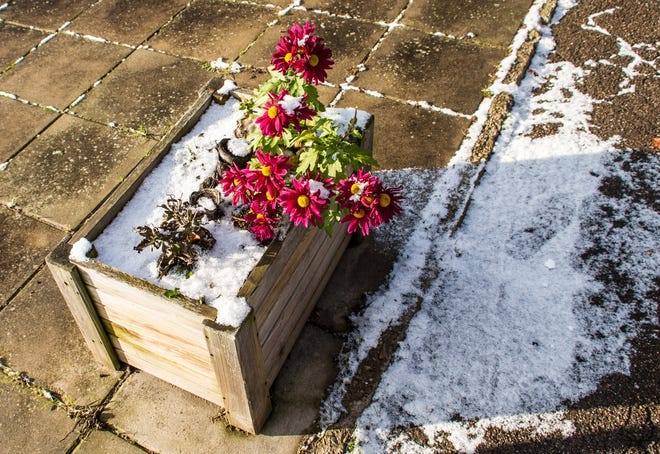 Whether winter is around the corner, or an artic blast is blowing in, there are plenty of tips and tricks for taking care of your plants during cold weather. [Photo contributed]