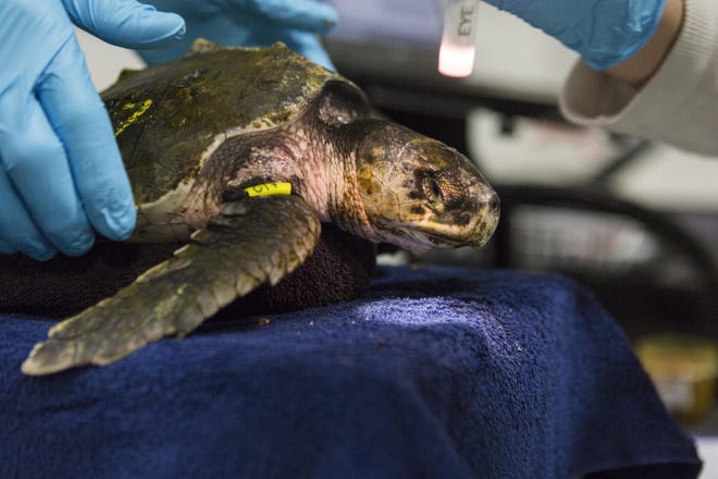 Volunteers and biologists care for hypothermic sea turtles at the New England Aquarium's turtle rehabilitation center in Quincy on Wednesday, Nov. 13, 2019. [Lauren Owens Lambert/For The Patriot Ledger]