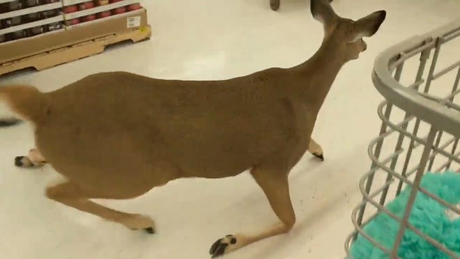 A deer got loose in the Wooster Walmart on Wednesday afternoon. After a local man took the deer down to the ground, a group of people helped the doe out the store's back door unharmed.