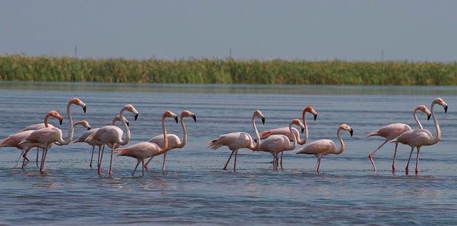 Flamingos wade in Florida Bay, which would greatly benefit from some of the $906 million projected to be raised this year from documentary stamp taxes Amendment 1 designates for land and water conservation. [Photo courtesy South Florida Water Management District]