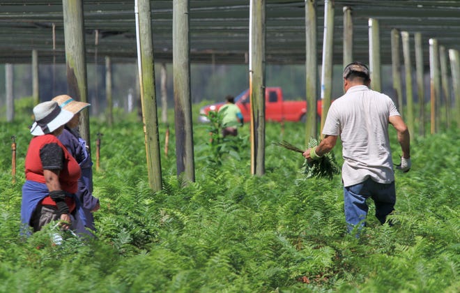 Fern cutters in the Fern Trust work in Seville in April 2018. The Fern Trust, a cooperative of growers in Volusia County’s multi-million dollar fern industry, is one of the nine stops in the Farm Tour on Friday. [News-Journal/File]