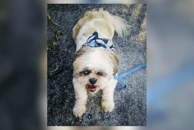 Valentino, a 10-pound Shih Tzu, died in September 2019 after its owner's nephew allegedly beat it with a shovel. [Family photo.]