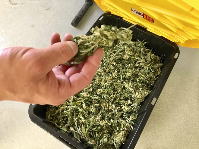 In this July 2, 2019, file photo, Darren Johnson, a hemp processor, holds raw hemp that will be used to make CBD oil at his processing facility, Wasatch Extraction, in Salt Lake City. American Marijuana, an online resource for medical marijuana, is looking to hire a marijuana reviewer, and Post columnist Frank Cerabino is definitely not auditioning. (AP Photo/Morgan Smith, File)