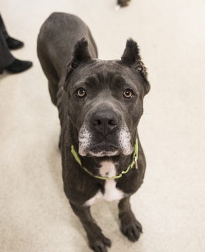 Moana, one of the 19 Cane Corso dogs rescued from a Middleboro breeding kennel, is up for adoption. [Courtesy of Animal Rescue League of Boston]