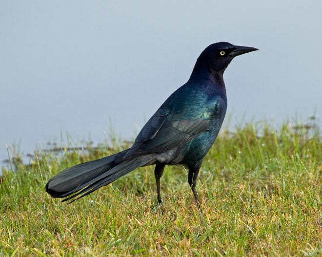 Boat-tailed grackle has a yellow eye but is larger and iridescent bluish-purple. [Diana Churchill/For Savannah Morning News]