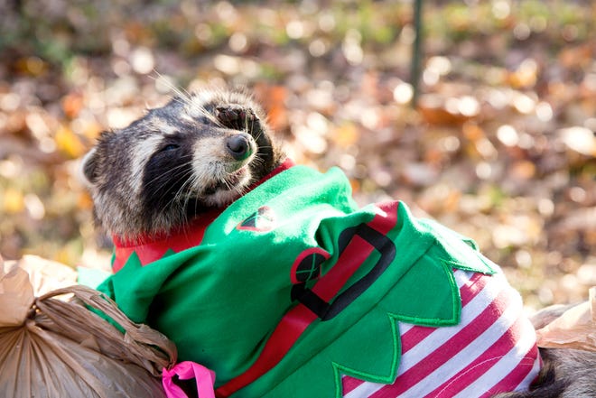 A dead raccoon in toddler pajamas