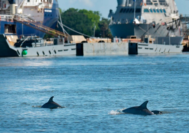 Dolphins cruised along the St. Johns River near the BAE Systems ship repair yard in July. A University of North Florida Dolphin Research boat was doing a survey. (Will Dickey/Florida Times-Union)