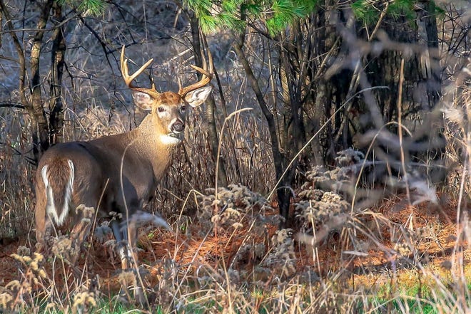 Deer harvest numbers for the first weekend of firearm season Nov. 22-24 were off from 2018.. [FILE PHOTO]