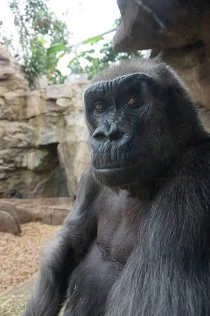 This undated photo provided by Zoo New England shows Gigi, a 47-year-old gorilla in Boston's Franklin Park Zoo, who was euthanized Saturday, Nov. 30, 2019, after months of chronic health issues. Officials said Gigi was one of the oldest gorillas in the country living at a zoo. [ROISIN MORGAN/ZOO NEW ENGLAND via AP]