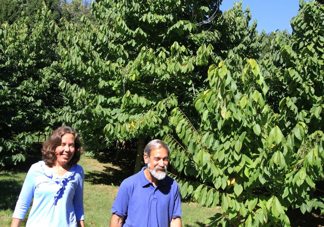 Rhonda Shumaker and Joe Gouveia stroll near their pawpaw trees in this photo from five years ago. The couple plan to spend a year teaching the next owners of Rocky Point Farm, in Warwick. [The Providence Journal, file / Bob Thayer]