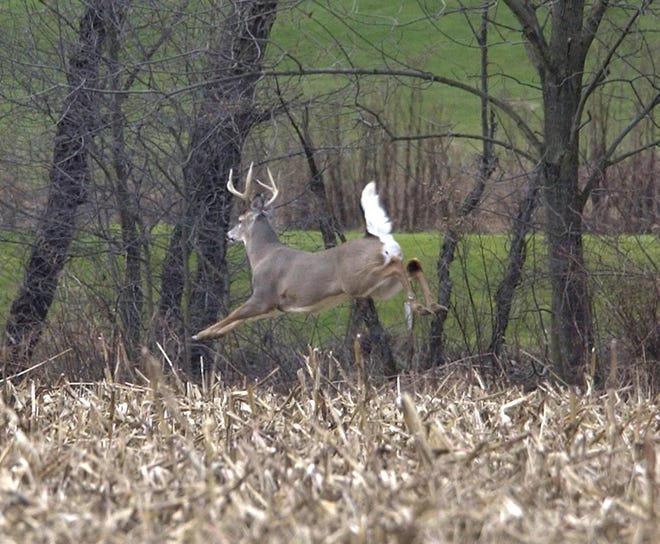A large white tail is a welcome sight to hunters during the annual deer gun season. (TimesReporter.com / Jim Cummings)