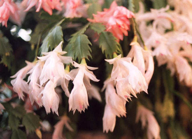 Christmas cactus blooms for about a week each year. [File/The Augusta Chronicle]