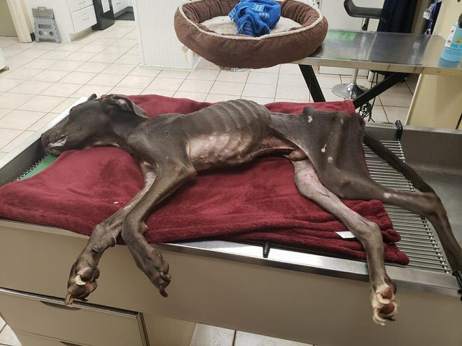 Hercules, a blue nose pit, was so malnourished when he was brought to an emergency veterinary clinic he had to be euthanized.