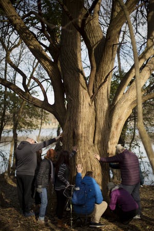 Participants of shinrin-yoku (forest therapy), are invited to put their hands on a tree before heading off on their own at Indian Village Outdoor Recreation Center in Columbus, Ohio. [Dispatch photo by Courtney Hergesheimer]