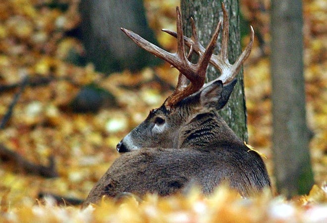 Favorable weather is likely playing a part in this year's deer hunt numbers, which are up compared with the same point in 2018. [Derek Neas/Duluth (Minn.) News-Tribune]