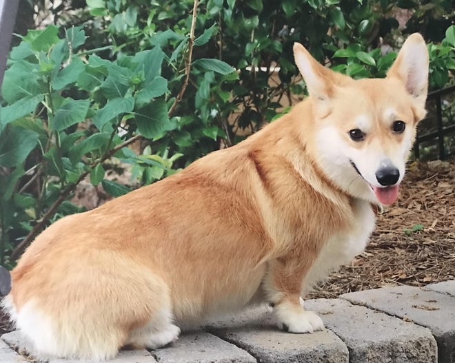 Roddie, a 10-year-old Pembroke Welsh Corgi, went missing for three weeks after being attacked by a dog during a walk. He was found and returned home Tuesday, Dec. 3. [CONTRIBUTED PHOTO]