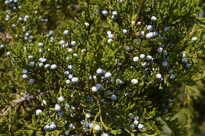 Eastern red cedar [Franklin Soil and Water]