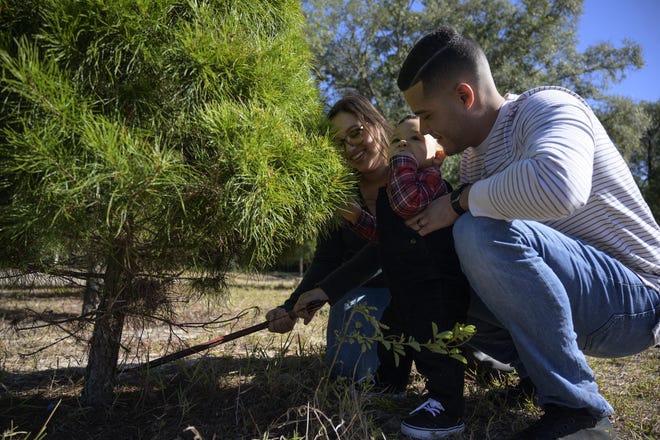 The Melendez family cuts down their own Christmas tree at Santa’s Christmas Tree Forest in Eustis on Thursday, Dec. 5, 2019. [Cindy Sharp/Correspondent]