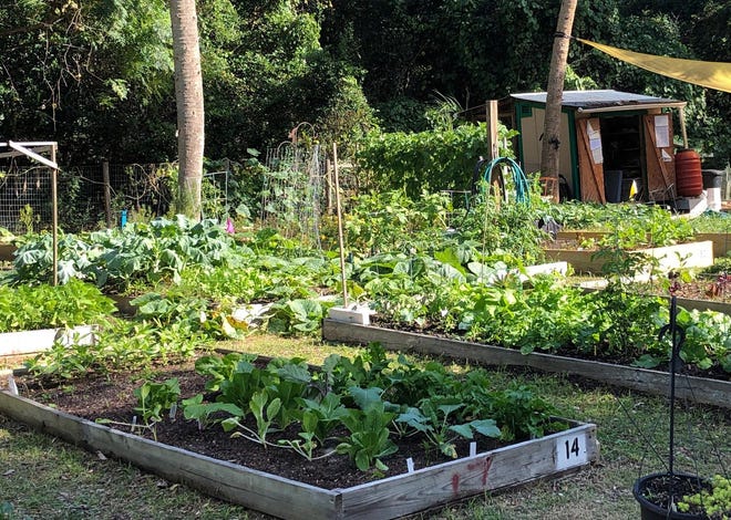 The St. Augustine Community Garden is located at Ron Parker Park. (Contributed photo)