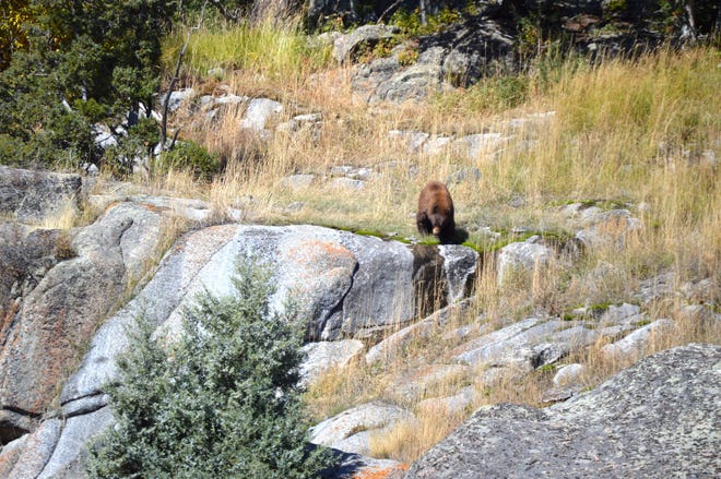 This young black bear was feeding on the side of a mountain in the Lamar Valley of Yellowstone National Park. Bears can be seen in the park at various times but it’s grizzlies that most people come to see. [Mike Leggett/for Statesman]