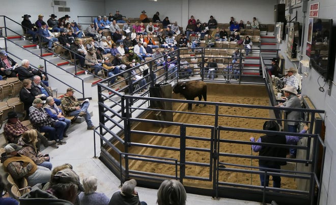 Buffalo run in the sales ring on Dec. 7 at Farmers and Ranchers Livestock in Salina at Kansas Buffalo Association Auction. [Alice Mannette/HutchNews]