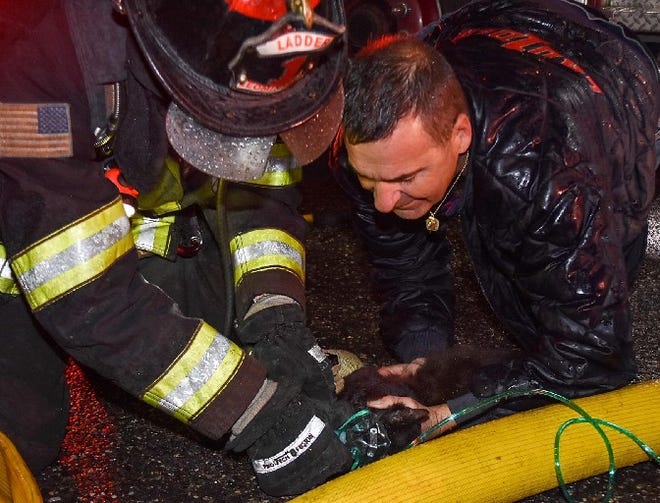 Leominster Firefighters Rob Griffin, left, and Scott LaPrade give oxygen to a kitten rescued from a house fire Tuesday, Dec. 10 at 39 Wheeler St. in Leominster. [DAVID BRYCE PHOTO]