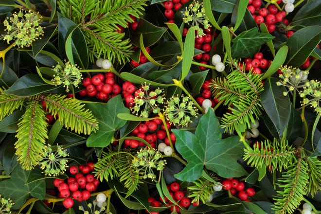 Holly, ivy and mistletoe are among the holiday-related plants you shouldn't let your pets ingest. [SHUTTERSTOCK.COM]