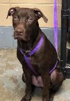 Kringle, a young male Labrador Retriever, is available for adoption from SAFE Pet Rescue of Northeast Florida. Call 904-325-0196. Vaccinations are up to date.