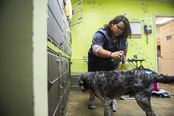Angel Zanetti sprays Doodle with a perfume before releasing him to his owner at Osborne Animal Clinic on Dec. 5, 2019, in Decatur. Released from jail on theft and burglary charges a year ago, she has joined a Decatur Career Center program, has earned a GED and is enrolled at Calhoun Community College. She hopes to become a veterinarian. (Dan Busey/The Decatur Daily via AP)