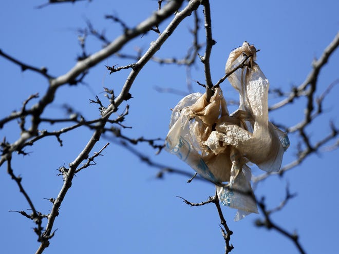 A plastic bag clinging to a tree could be Ohio's new flag. [Eric Albrecht/Dispatch file photo]