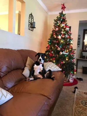 This is Maggie May in her 2018 Silent Night temporary foster home. Her foster family marketed her on social media and she was adopted within 90 minutes after they took her back to the Jacksonville Humane Society. [Provided by the Jacksonville Humane Society].