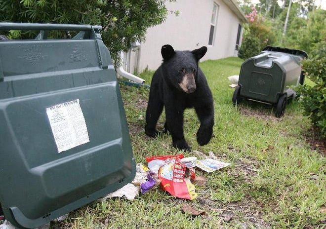 Wildlife biologists say black bears are attracted to neighborhoods by unsecured garbage, pet food and other easy food sources. They encourage Floridians who live in bear territory to secure their garbage in bear-resistant cans or in an enclosure and to make their yards less friendly for bears. This file photo shows a young bear looking for food in a Daytona Beach subdivision. [News-Journal/Nigel Cook]