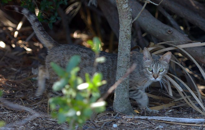 A cat living in a colony near the Lazaretto Creek Boat Ramp moves along the trees next to the marsh waiting for his dinner. [Steve Bisson file photo/SavannahNow.com]