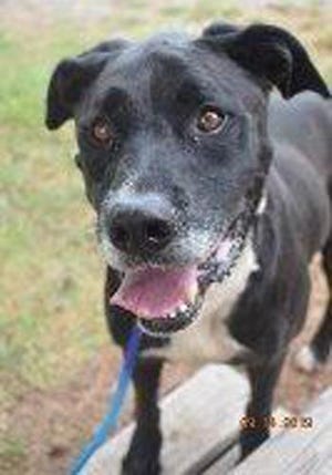 Billie, an adult male Labrador Retriever, is available for adoption from SAFE Pet Rescue of Northeast Florida. Call 904-325-0196. Vaccinations are up to date.