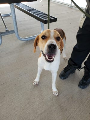 Jack is a friendly, 3-year-old hound mix. This sweet boy loves other dogs of all sizes! He weighs around 50 lbs. and is sure to make a great companion. Jack loves other dogs, is good with kids and can be cat tested if needed. Stop by our shelter to meet Jack!