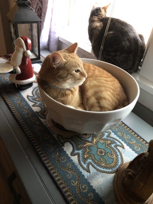 Mossy relaxes in a comfy bowl while looking out the window with Bean. [Courtesy Krista Barnes]