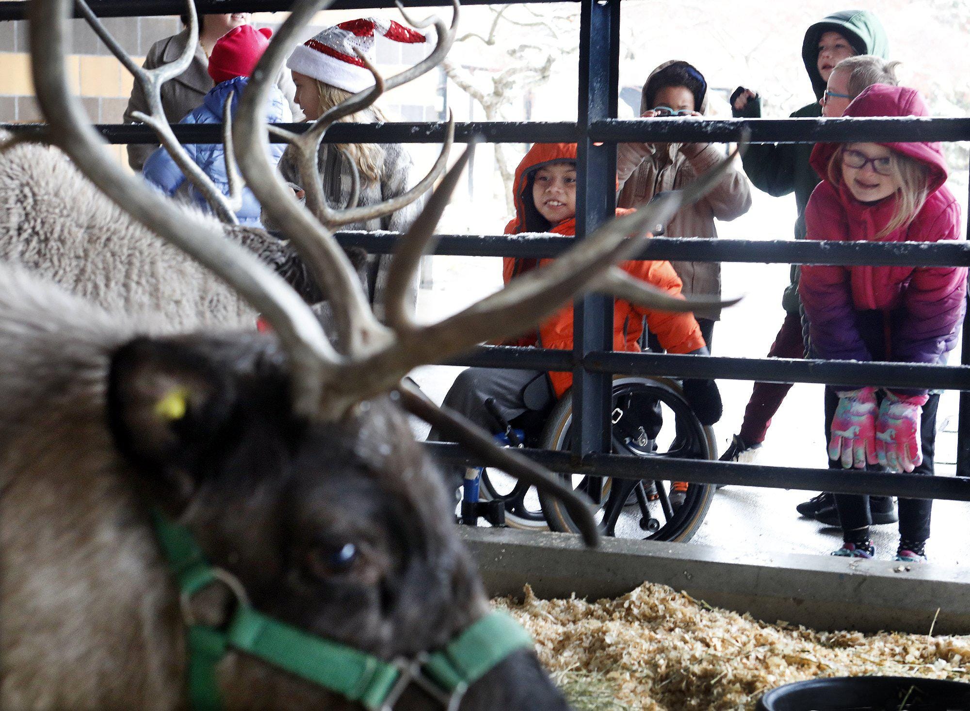 Reindeer spread holiday cheer to kids, adults alike