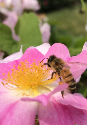 A honeybee collects pollen on a rose. [T&G Staff/Gerard F. Russell]