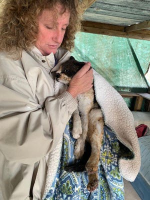 Ayla’s Acres director Fran Charlson holds Pretty Boy, a cat that sustained burns in a fire at the rescue’s animal shelter. [AYLA’S ACRES/CONTRIBUTED]