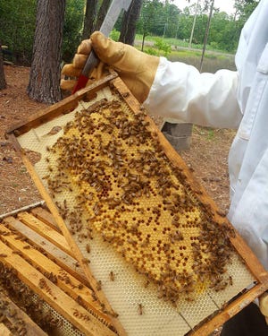 New Hanover County Beekeepers Club are great partners. [CONTRIBUTED PHOTO]