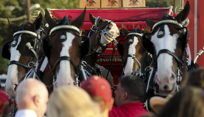 The Budweiser Clydesdales made an appearance at Innisfree Irish Pub on Sept. 26, 2019. One horse in the team of eight appears to be happy to be here. [Staff Photo/Gary Cosby Jr.]