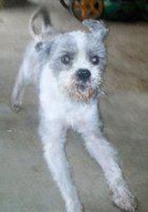 Skipper, an adult male poodle and Lhasa Apso mix, is available for adoption from SAFE Pet Rescue of Northeast Florida. Call 904-325-0196. Vaccinations are up to date.