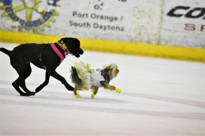 Dogs of all shapes and sizes can play on the rink at Daytona Ice Arena’s Dog Park on Ice. [Just a Blink Photos by Joleen/provided]