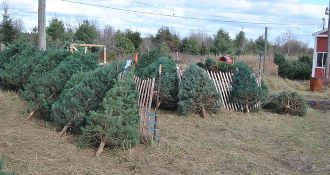Christmas trees at Prince Christmas Trees in Zeeland. [Sentinel file]