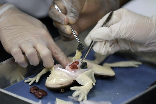 Students dissect a synthetic frog from Syndaver Labs at J.W. Mitchell High School in New Port Richey, Fla., on Nov. 20, 2019. The school is the first in the world to try out the new technology. (AP Photo/Chris O'Meara)
